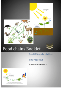 Food chains Booklet