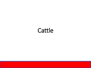 Breeding Cattle