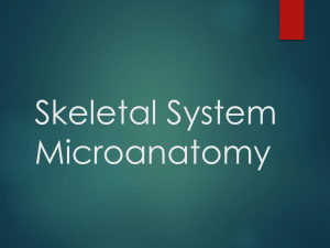 Skeletal System Microanatomy