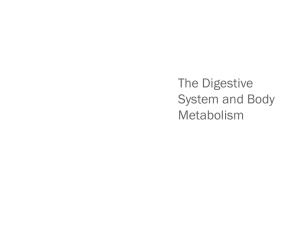 Digestive System Part 4