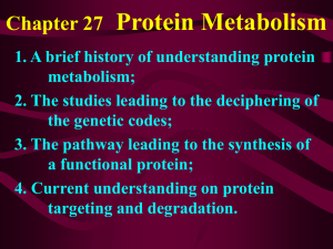Chapter 27 Protein Metabolism