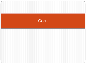 Corn