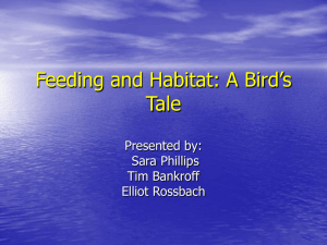 Feeding and Habitat: A Bird's Tale