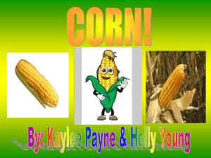 Corn - Barren County Schools