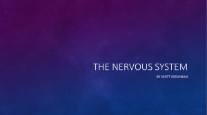 The nervous system - local.brookings.k12.sd.us