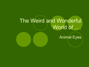 The Weird and Wonderful World of