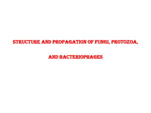 Lecture 17 Structure and propagation of fungi, protozoa, and