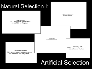 Artificial Selection Powerpoint