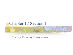Chapter 17 Section 1 Energy Flow in Ecosystems