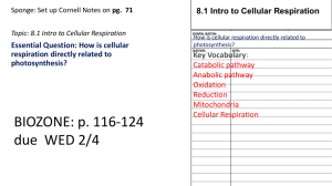 8.1 Cellular Respiration
