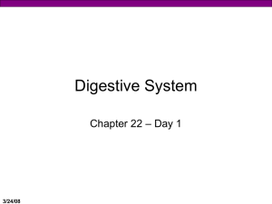 Digestive System, Day 2, Part 1/2 (Professor Powerpoint)
