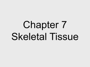 Chapter 7 Skeletal Tissue