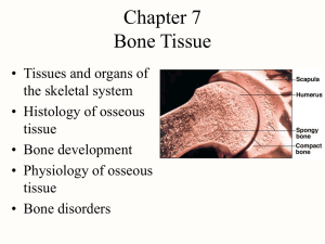 Bones chapt07_lecture