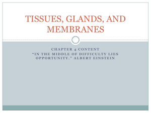 TISSUES, GLANDS, AND MEMBRANES
