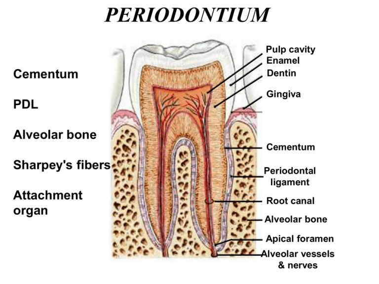 What Is The Periodontal Membrane Made Up Of