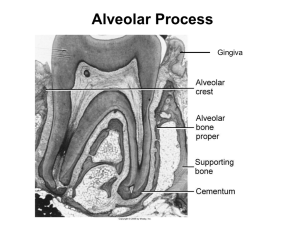 Alveolar Process