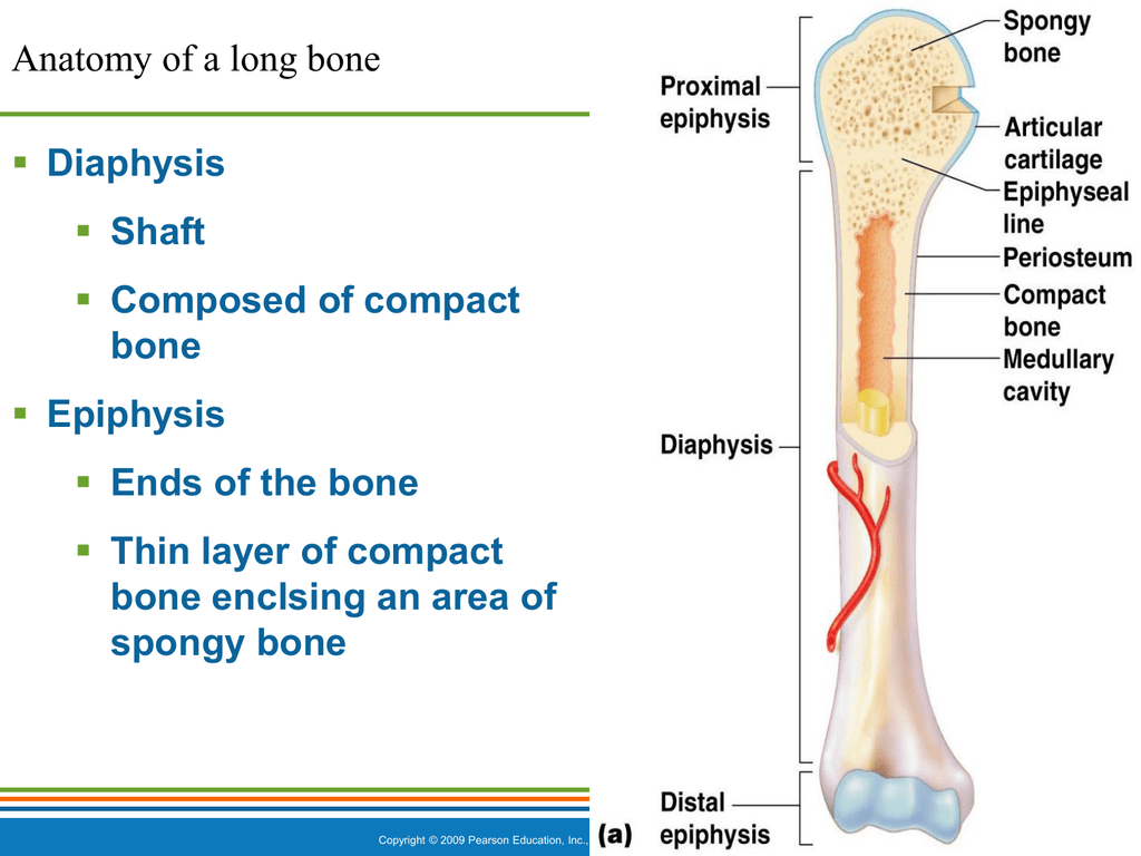 Long bone. Физис кости. Диафиз. Diaphysis латынь. Epiphysis анатомия.
