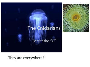 The Cnidarians!