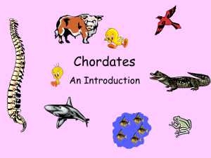 Intro to chordates