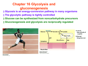 Chapter 16 Glycolysis and gluconeogenesis