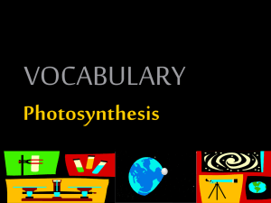 Photosynthesis Vocab