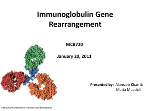 Immunoglobulin Gene Rearrangement