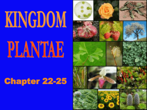 Kingdom plants Ch.22-25
