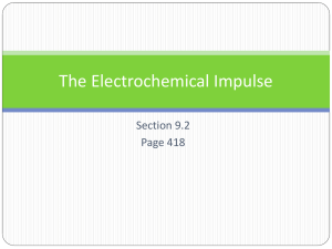 C The Electrochemical Impulse ppt