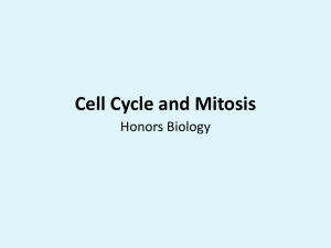 Cell Cycle and Mitosis - Ms Kim's Biology Class