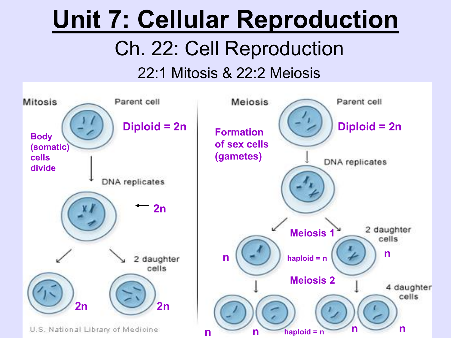 How Many Chromosomes Are In The Cells