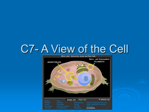 C7- A View of the Cell