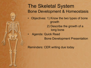 The Skeletal System Bone Development & Homeostasis