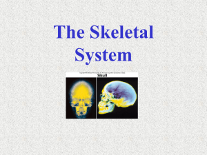 skeletal system