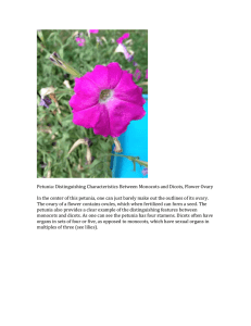 Petunia: Distinguishing Characteristics Between Monocots and