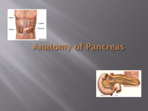 Pancreas: Anatomy & Physiology