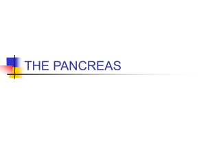 the pancreas - Orange Coast College