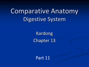 Comparative Anatomy Digestive System