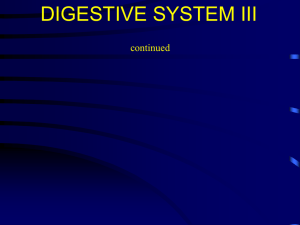 digestive system iiib text