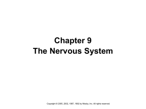 Nervous System Ch 9