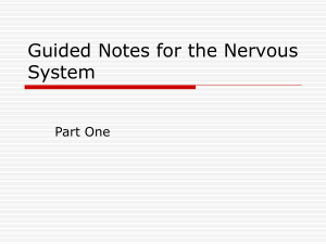 Guided Notes for the Nervous System-