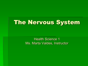 File nervous system, ppt