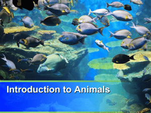 Introduction to Animals Section 1