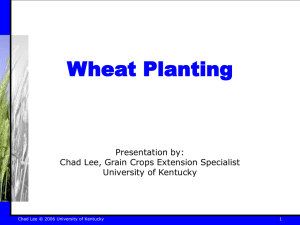 Wheat Planting - Grain Crops