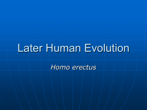 Later Human Evolution
