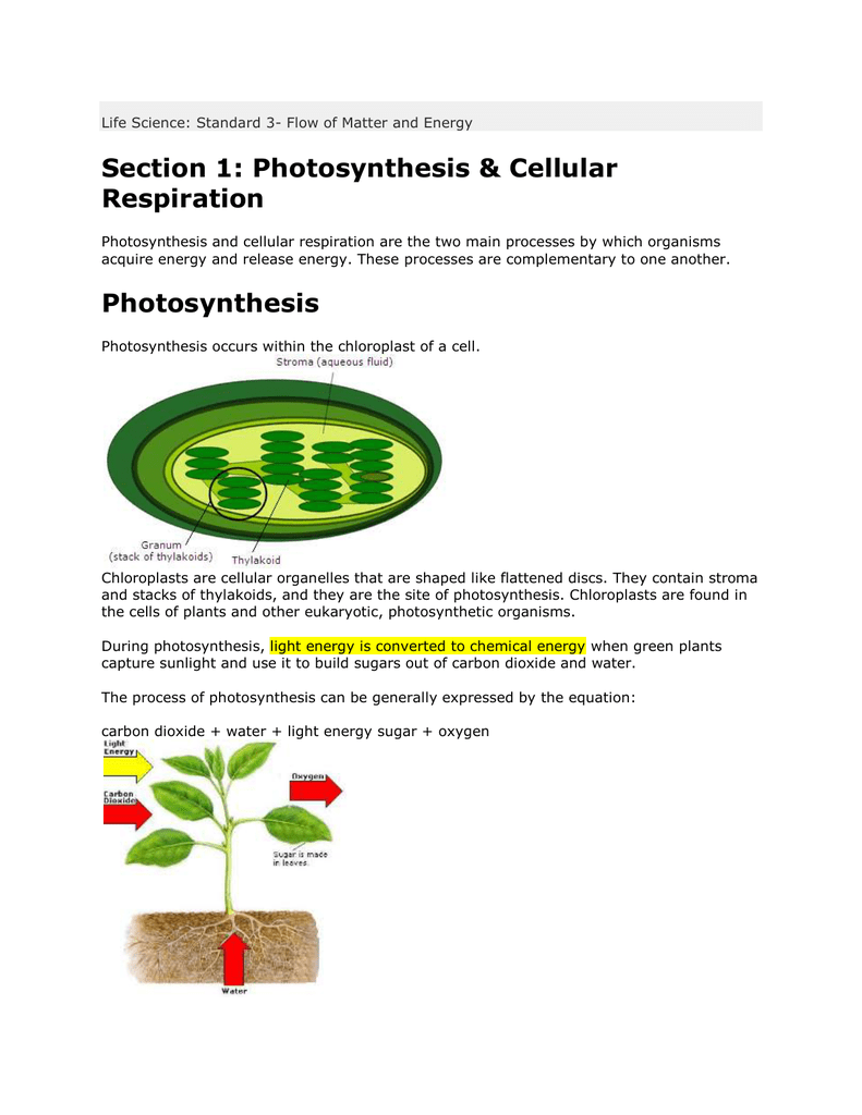 Section 1 Photosynthesis Cellular Respiration - 