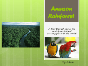 Amazon Rainforest Adam
