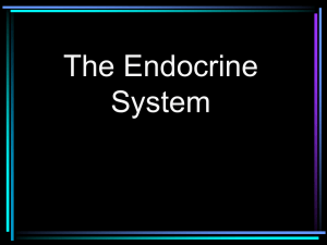 endocrine system - s3.amazonaws.com