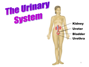 The Urinary System - Weatherford High School