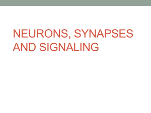 Nervous, Synapses and Senses