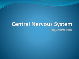 Central Nervous System - tvhs2011
